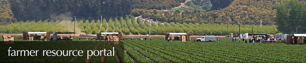 Farmer Resource Portal - A field of avocados being tended by farmers