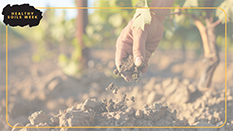 background1 vineyard