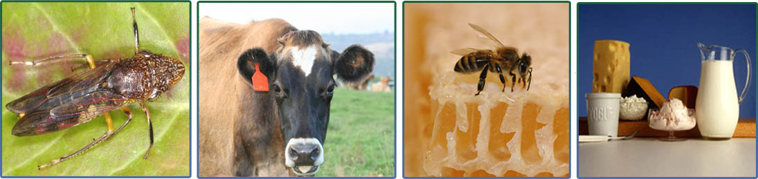 La Chicharrita de Alas Cristalinas, vaca, Abeja, los productos lácteos