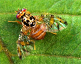 invasive fruit fly on a green leaf