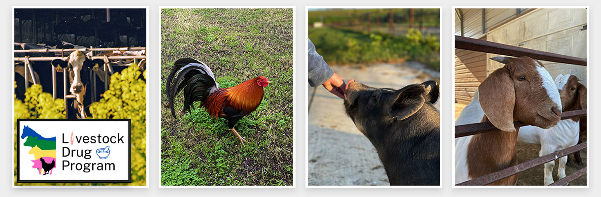 montage of livestock including a cow, chicken, pig and goat