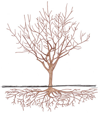 Almond Tree - Dormancy
