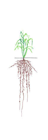 Barley - Stem Elongation