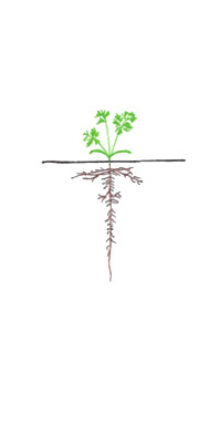 Carrots - Leaf Growth