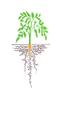 Carrots - Early Root Growth