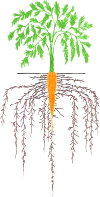 Carrots - Maturity