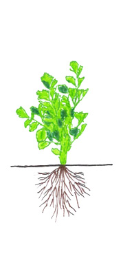 Celery - Rapid Growth