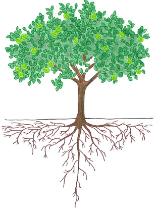 Citrus - Fruit Development