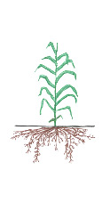 Corn - 12-Leaf Stage