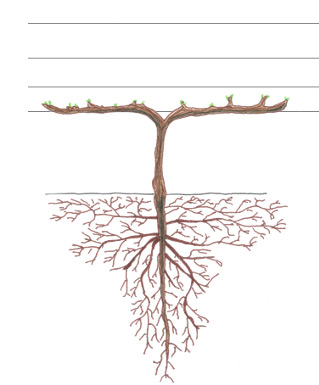 Grapevines - Dormancy