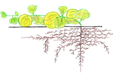 Melons - Maturity