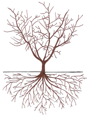 Peach and Nectarine - Dormancy