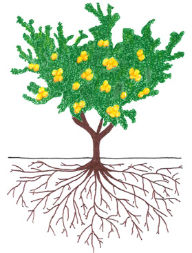 Peach and Nectarine - Fruit Development