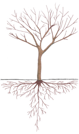 Pistachio - Dormancy