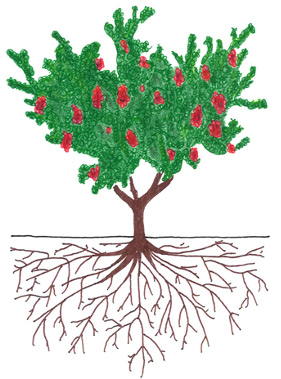 Prune and Plum - Fruit Development
