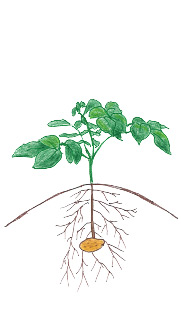 Potato - Vegetative Growth