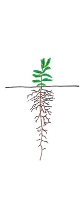 Safflower - Stem Elongation