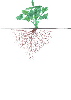 Strawberry - Vegetative Growth