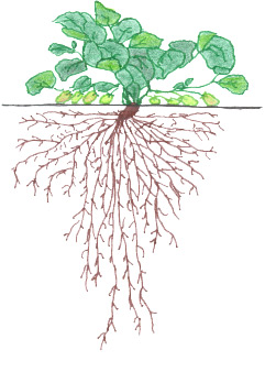 Strawberry - Ripening