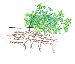 Tomato - Vegetative Growth