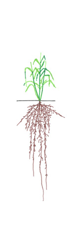 Wheat - Stem Elongation
