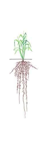 Wheat - Stem Elongation