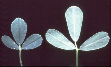 P deficient alfalfa leaves