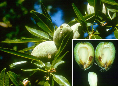 Picture of B deficient almonds