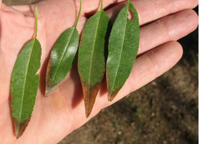 Picture of almond leaves with tip burn