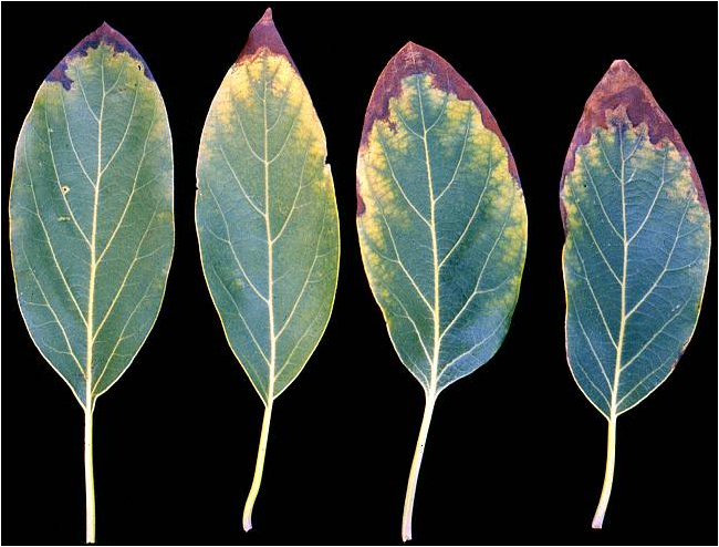 Chloride toxicity in avocado