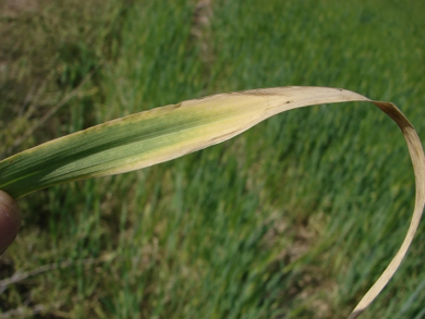 K deficient barley leaf