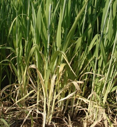 N deficient barley