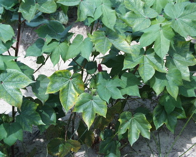 Picture of K deficient cotton