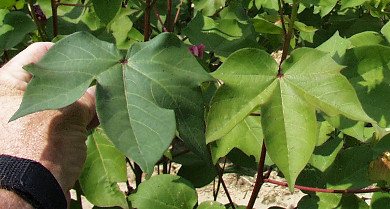 Picture of N deficient cotton