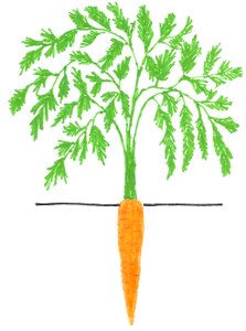 Carrot Plant