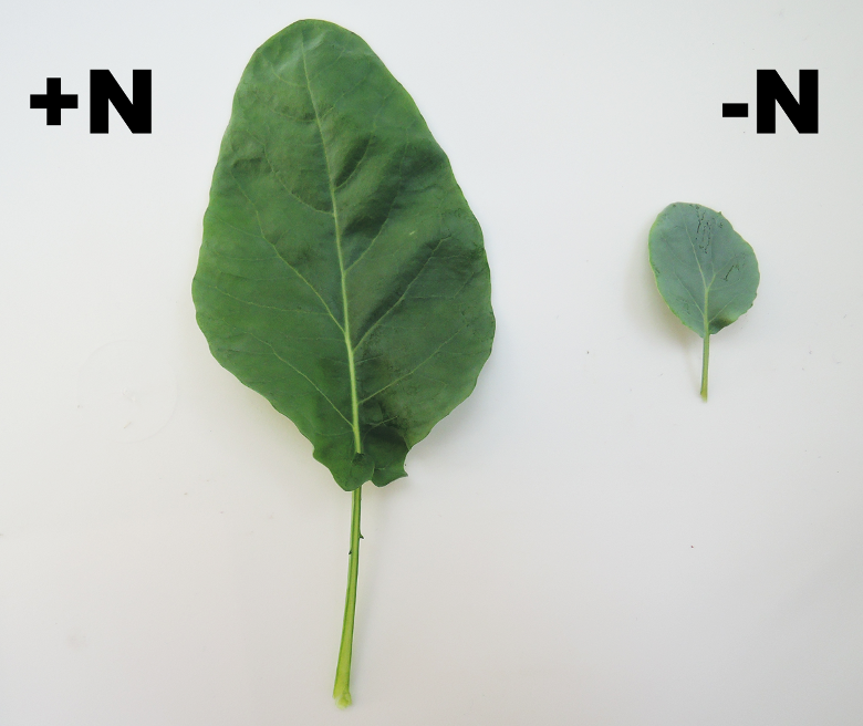 N deficiency in cauliflower