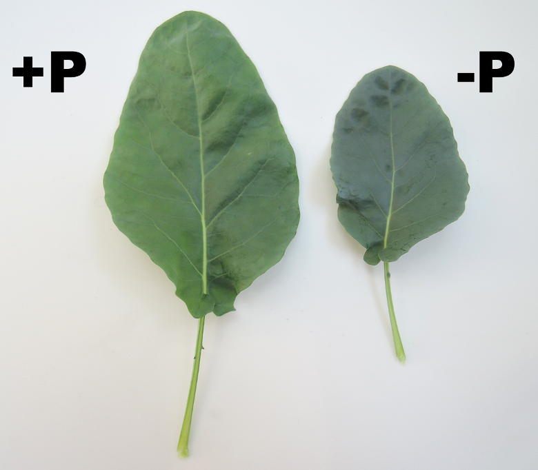 P deficiency in cauliflower