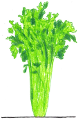 Celery Plant