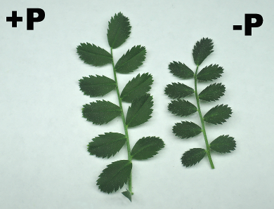 N deficient chickpea leaf