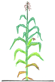 Corn Plant