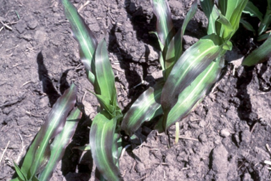 Picture of P deficient corn plants