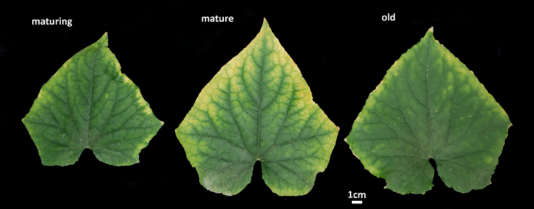 Potassium deficiency photo