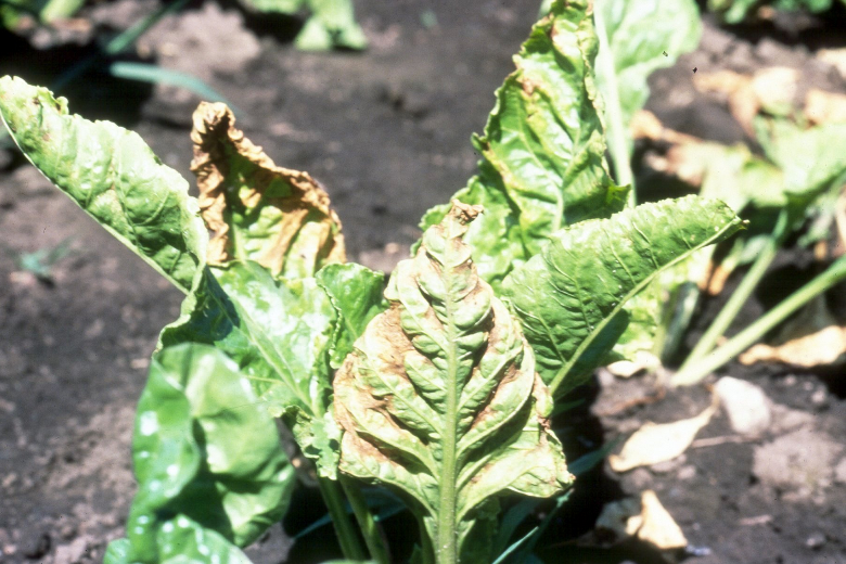 Potassium deficiency photo