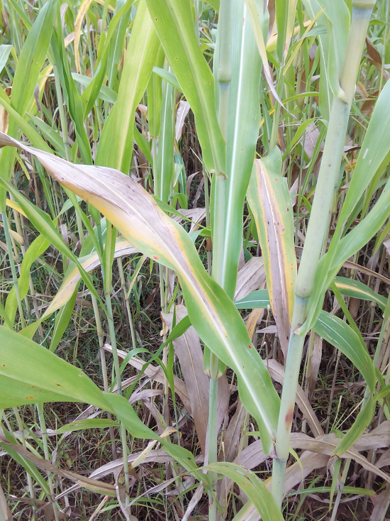 N deficency in sorghum