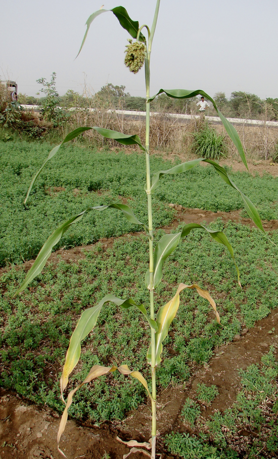 N deficency in sorghum