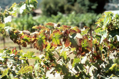 Picture of K deficient grapevine leaves