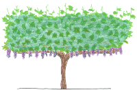 grapevines