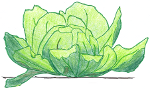 Lettuce Head