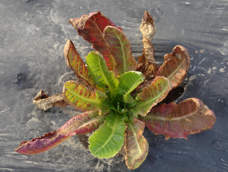 Phosphorus deficient lettuce plant