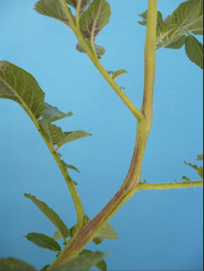 P deficient potato plant